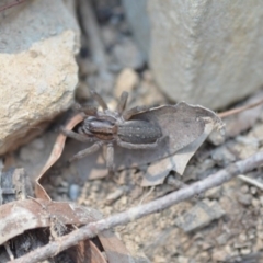 Miturga sp. (genus) at Wamboin, NSW - 17 Dec 2019 01:03 PM