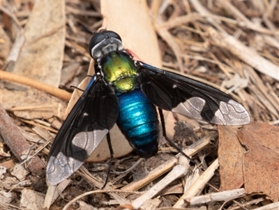 Palirika decora (A beefly) at Paddys River, ACT - 16 Jan 2020 by rawshorty