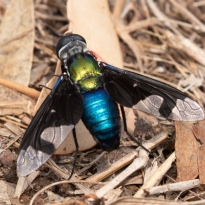 Palirika decora (A beefly) at Paddys River, ACT - 17 Jan 2020 by rawshorty