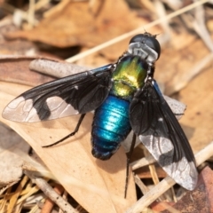 Palirika decora at Paddys River, ACT - 17 Jan 2020