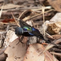 Palirika decora at Paddys River, ACT - 17 Jan 2020