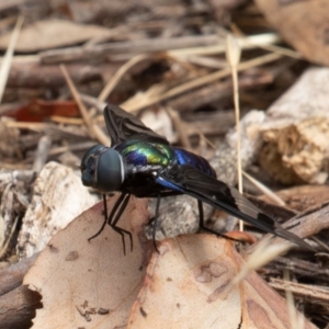 Palirika decora at Paddys River, ACT - 17 Jan 2020 10:44 AM