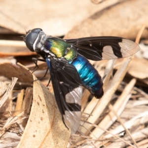 Palirika decora at Paddys River, ACT - 17 Jan 2020