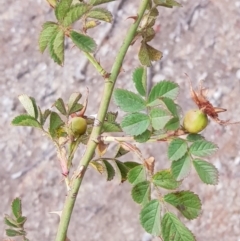 Rosa rubiginosa (Sweet Briar, Eglantine) at Forde, ACT - 17 Jan 2020 by Bioparticles