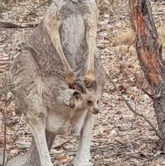 Macropus giganteus (Eastern Grey Kangaroo) at Forde, ACT - 17 Jan 2020 by Bioparticles