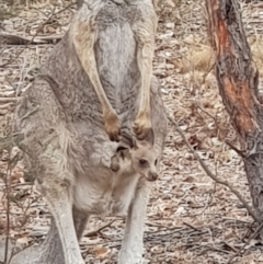 Macropus giganteus (Eastern Grey Kangaroo) at Mulligans Flat - 17 Jan 2020 by Bioparticles