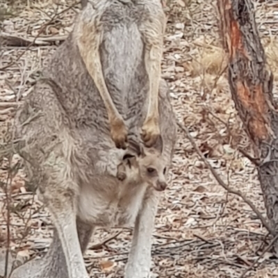 Macropus giganteus (Eastern Grey Kangaroo) at Mulligans Flat - 17 Jan 2020 by Bioparticles