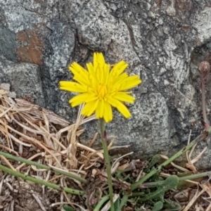 Hypochaeris radicata at Forde, ACT - 17 Jan 2020