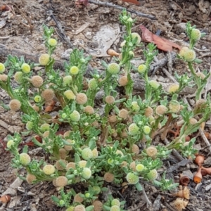 Centipeda cunninghamii at Forde, ACT - 17 Jan 2020