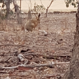 Lepus capensis at Forde, ACT - 17 Jan 2020 12:08 AM