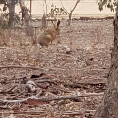 Lepus capensis (Brown Hare) at Forde, ACT - 16 Jan 2020 by Bioparticles