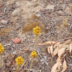 Chrysocephalum semipapposum at Forde, ACT - 17 Jan 2020