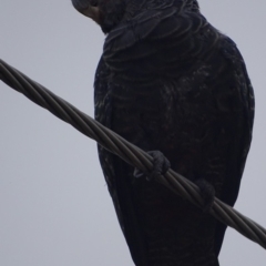 Callocephalon fimbriatum (Gang-gang Cockatoo) at Farrer, ACT - 18 Jan 2020 by roymcd