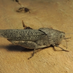 Goniaea australasiae (Gumleaf grasshopper) at Tharwa, ACT - 27 Nov 2019 by MichaelBedingfield