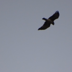 Hieraaetus morphnoides (Little Eagle) at Red Hill, ACT - 17 Jan 2020 by roymcd