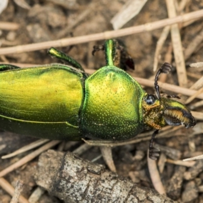 Lamprima aurata (Golden stag beetle) at Mount Ainslie to Black Mountain - 14 Jan 2020 by AlisonMilton