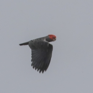 Callocephalon fimbriatum at Canberra, ACT - 14 Jan 2020