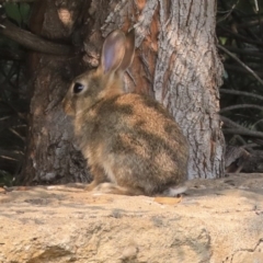 Oryctolagus cuniculus (European Rabbit) at Mount Ainslie to Black Mountain - 13 Jan 2020 by AlisonMilton