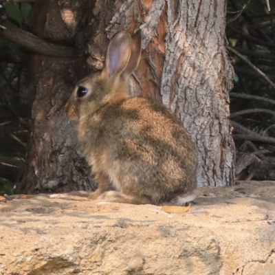 Oryctolagus cuniculus (European Rabbit) at Mount Ainslie to Black Mountain - 14 Jan 2020 by AlisonMilton