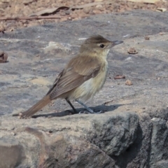 Acrocephalus australis (Australian Reed-Warbler) at Canberra, ACT - 13 Jan 2020 by Alison Milton