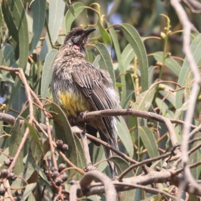 Anthochaera carunculata (Red Wattlebird) at Mount Ainslie to Black Mountain - 14 Jan 2020 by AlisonMilton