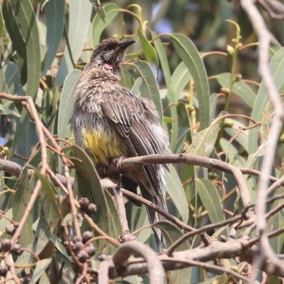 Anthochaera carunculata (Red Wattlebird) at Canberra, ACT - 13 Jan 2020 by Alison Milton