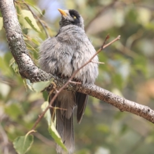 Manorina melanocephala at Parkes, ACT - 14 Jan 2020