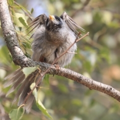 Manorina melanocephala at Parkes, ACT - 14 Jan 2020