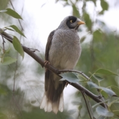 Manorina melanocephala at Parkes, ACT - 14 Jan 2020