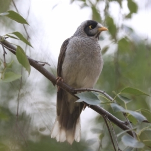 Manorina melanocephala at Parkes, ACT - 14 Jan 2020 09:08 AM