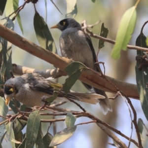 Manorina melanocephala at Parkes, ACT - 14 Jan 2020