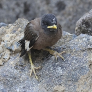 Acridotheres tristis at Canberra, ACT - 14 Jan 2020