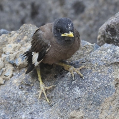 Acridotheres tristis (Common Myna) at Mount Ainslie to Black Mountain - 14 Jan 2020 by AlisonMilton