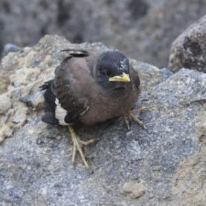 Acridotheres tristis at Canberra, ACT - 14 Jan 2020