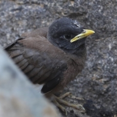 Acridotheres tristis at Canberra, ACT - 14 Jan 2020 09:22 AM