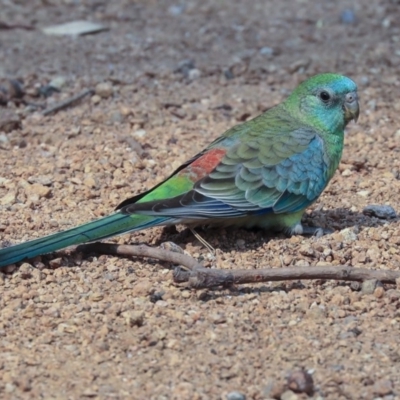 Psephotus haematonotus (Red-rumped Parrot) at Parkes, ACT - 13 Jan 2020 by Alison Milton