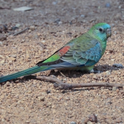 Psephotus haematonotus (Red-rumped Parrot) at Mount Ainslie to Black Mountain - 14 Jan 2020 by AlisonMilton
