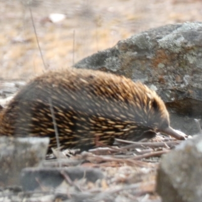 Tachyglossus aculeatus (Short-beaked Echidna) at Deakin, ACT - 17 Jan 2020 by Ct1000