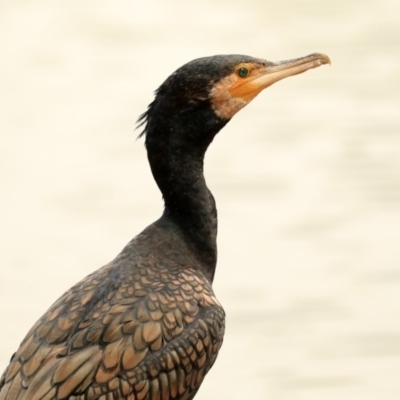 Phalacrocorax carbo (Great Cormorant) at Commonwealth & Kings Parks - 14 Jan 2020 by Alison Milton