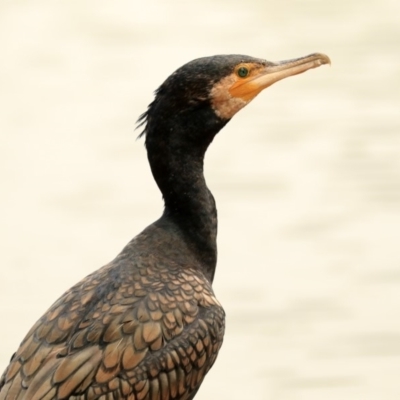 Phalacrocorax carbo (Great Cormorant) at Canberra, ACT - 14 Jan 2020 by Alison Milton