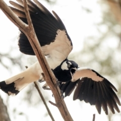 Grallina cyanoleuca (Magpie-lark) at Parkes, ACT - 14 Jan 2020 by AlisonMilton