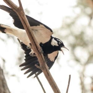 Grallina cyanoleuca at Parkes, ACT - 14 Jan 2020 12:29 PM