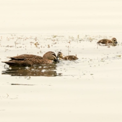 Anas superciliosa (Pacific Black Duck) at Commonwealth & Kings Parks - 14 Jan 2020 by AlisonMilton