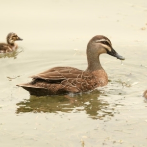 Anas superciliosa at Parkes, ACT - 14 Jan 2020