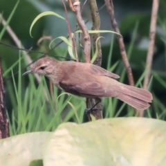 Acrocephalus australis (Australian Reed-Warbler) at Commonwealth & Kings Parks - 14 Jan 2020 by Alison Milton