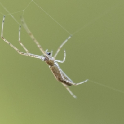 Tetragnatha sp. (genus) (Long-jawed spider) at Mount Ainslie to Black Mountain - 13 Jan 2020 by AlisonMilton