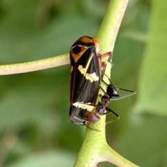 Eurymeloides pulchra (Gumtree hopper) at Parkes, ACT - 16 Jan 2020 by AndrewCB