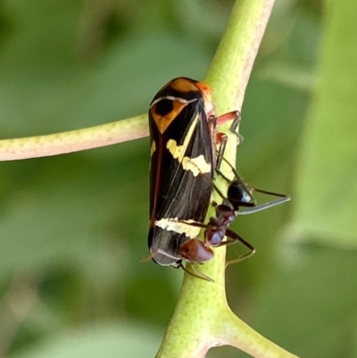 Eurymeloides pulchra (Gumtree hopper) at Parkes, ACT - 16 Jan 2020 by AndrewCB