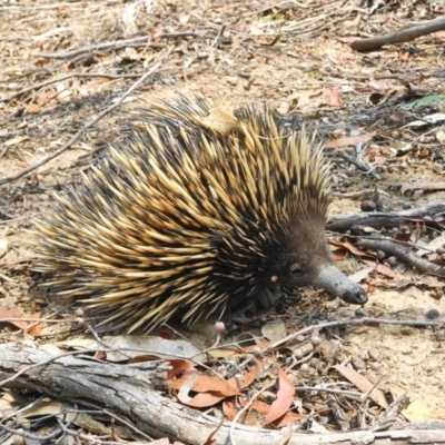 Tachyglossus aculeatus (Short-beaked Echidna) at Manton, NSW - 18 Jan 2020 by shoko