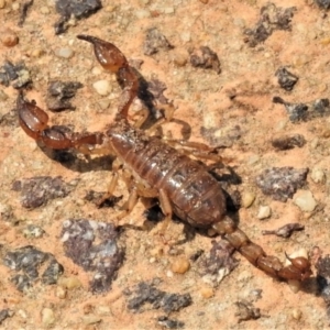 Urodacus manicatus at Bruce, ACT - 18 Jan 2020 02:31 PM